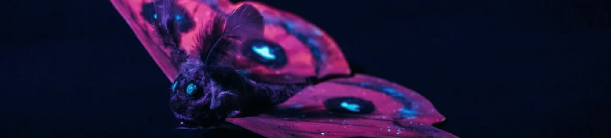Überlebensgroßes Modell vom Nagelfleck im Dunkeln aufgenommen, prächtige, fluoreszierende Farbigkeit
