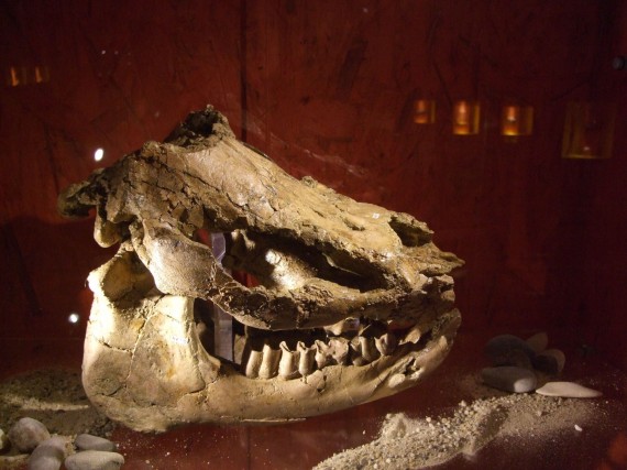 Fossiler Schädel in Vitrine