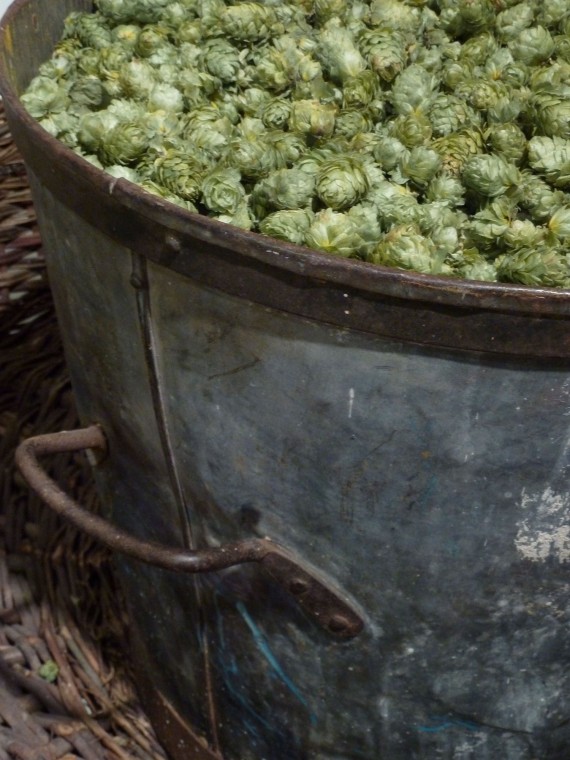 verzinktes Blechgefäß zum Hopfenpflücken, gefüllt mit Trockenhopfen
