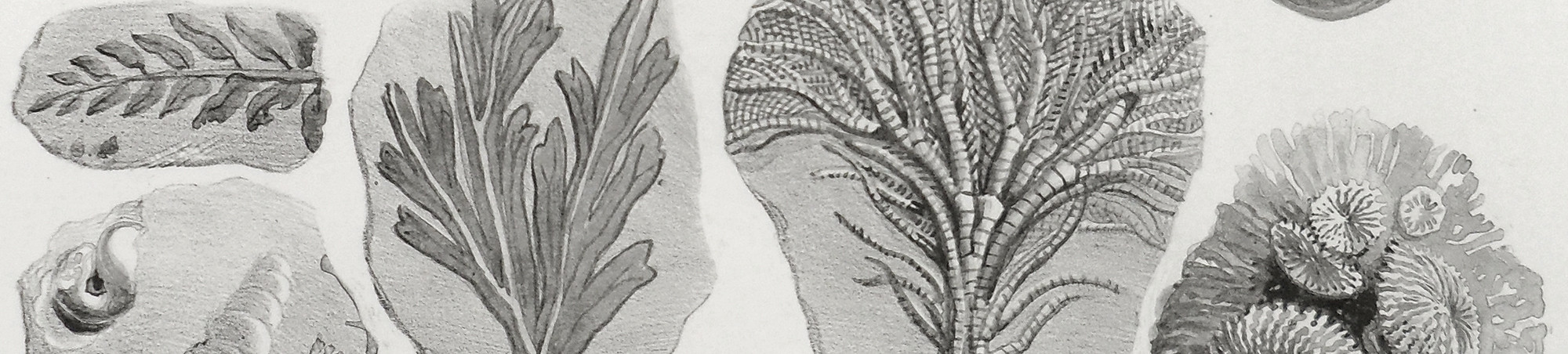 Schwarz-Weiß-Grafik mit versteinertem organischem Material