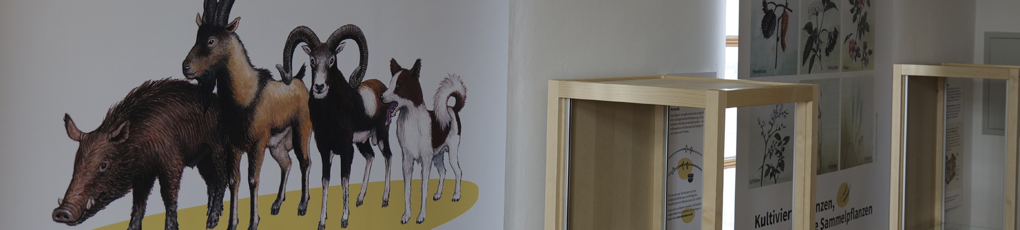 Blick in die Ausstellung. Vitrinen und links der Ausschnitt des Banners Viehzucht