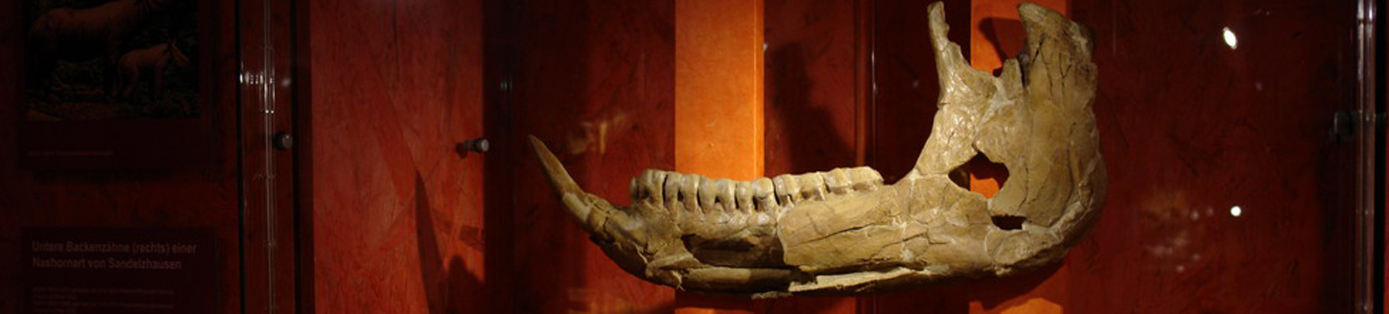 Fossiler Unterkiefer in Vitrine