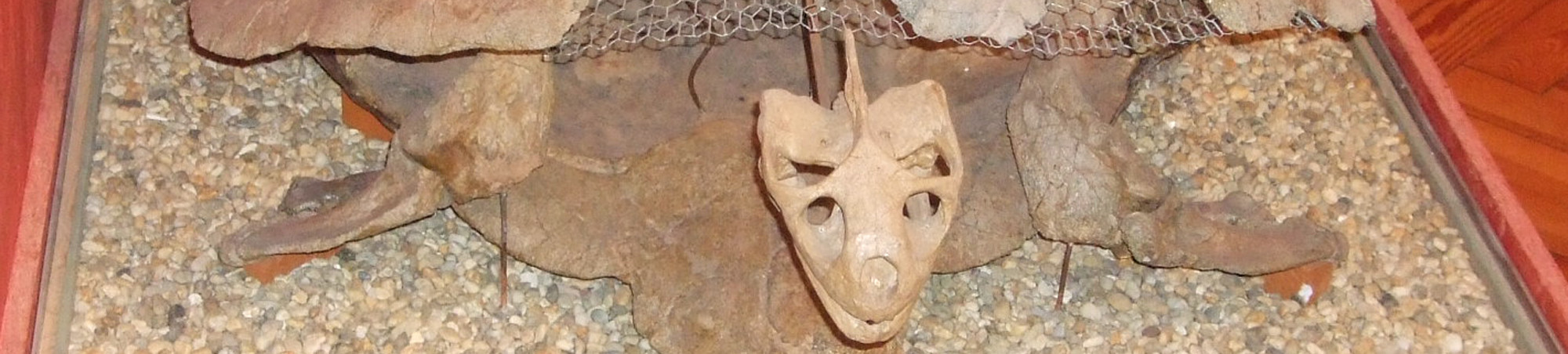 Knochen- und Schildfunde wurden auf einem Drahtgitter zusammen gefügt.