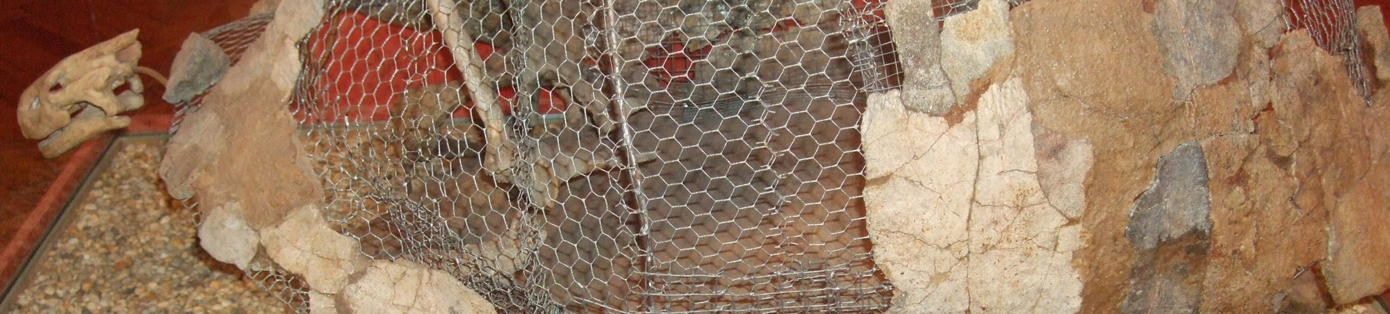 Panzer und Skelettteile ergänzt mit Drahtgitter