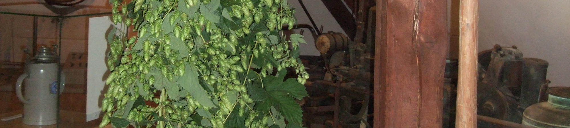 Frisch geernteter Hopfen hängt an einem Stützfeiler