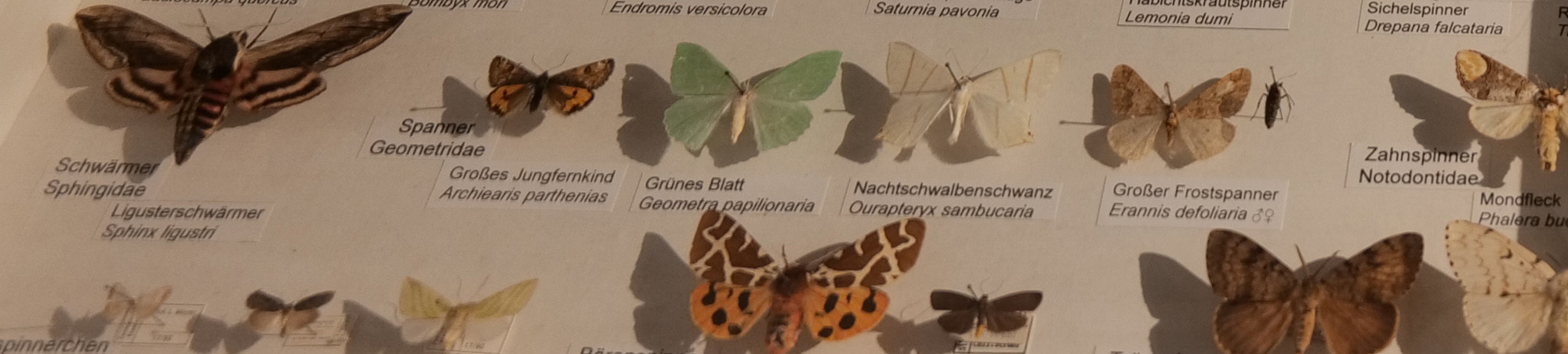 verschiedene Nachtfalter mit Namensschildern