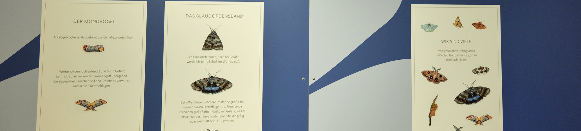 Tafeln zur Welt der Nachtfalter mit dunkelblauem Hintergrund