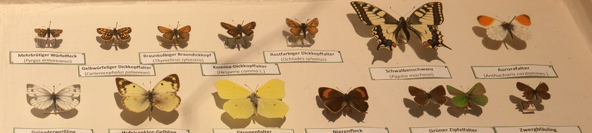 Verschiedene Tagfalter mit Namensschildern