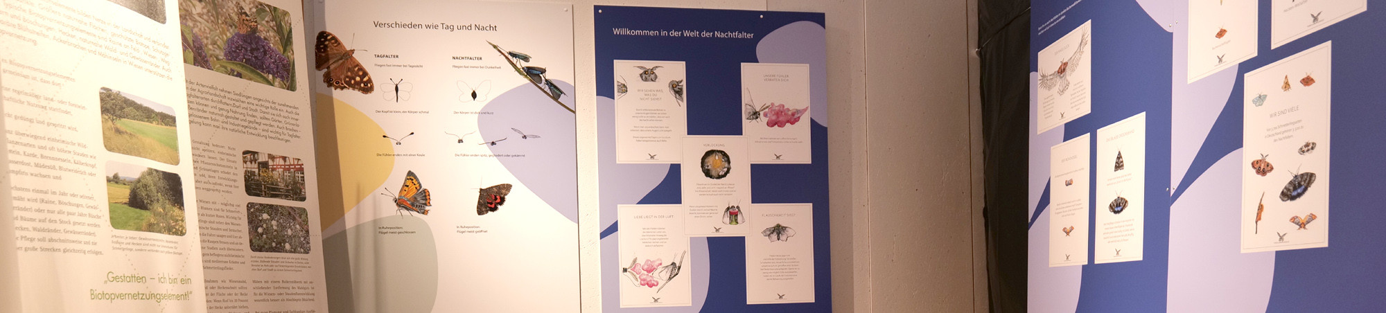 Blick in VielFalter-Ausstellung