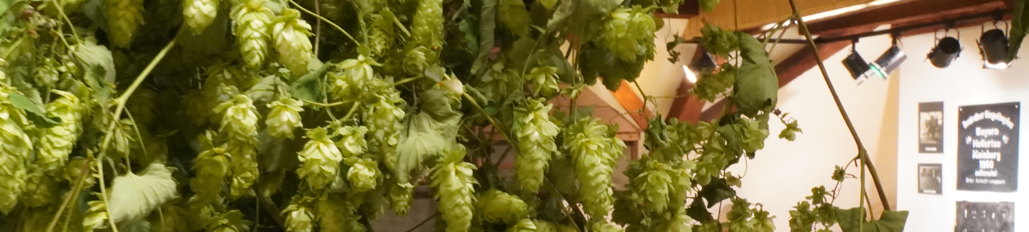 Hopfenrebe vor Museumsraum