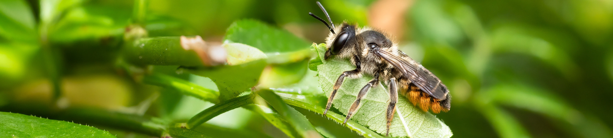 Biene auf grüner Pflanze transportiert ein heraus getrenntes Blattstück.