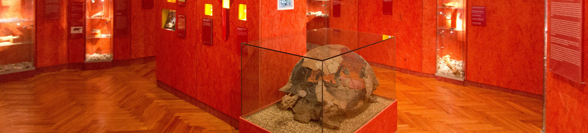 Versteinerte Riesenschildkr&ouml;te Max in der Ausstellung "Hasenhirsch und Hundeb&auml;r".